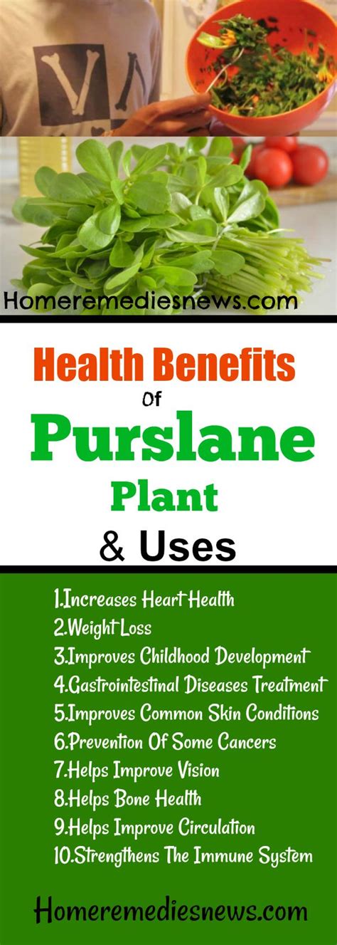 10 Best Purslane Plant Health Benefits and Uses | Plant health ...