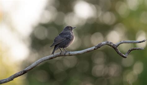 Sun setting on a young starling | This young starling takes … | Flickr