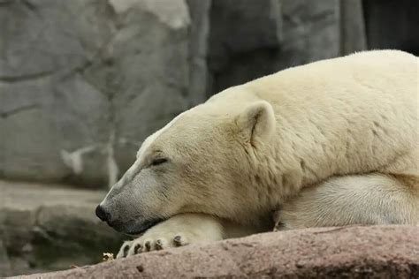 Copenhagen Zoo: The First Stop When In Denmark - Visit Denmark.net