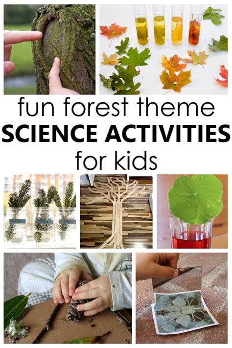 12 Fun Forest Science Activities to Help Kids Learn about Trees