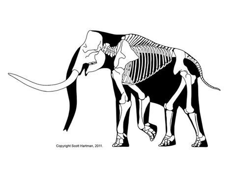 A collection of skeletal drawings of prehistoric animals. | Prehistoric animals, Animal ...