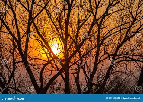 Silhouettes of Tree Branches on a Sunset Background Stock Photo - Image ...