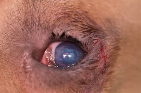 Entropion In Dogs: Inverted Eyelids | Kingsdale Animal Hospital