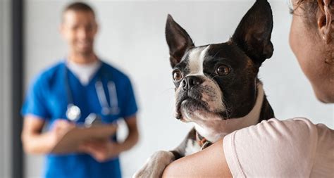 What to Do in a Dog Emergency: When to See an Emergency Vet