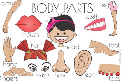 Body Parts Cartoon Images ~ Cartoon Body Parts Royalty Free Vector Image | Boddeswasusi