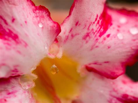 The water droplets are on the petals of pink after the rain has fallen ...