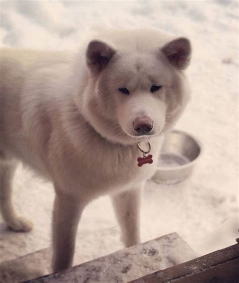 140 Best Akita Inu Dog Names | Dog names, Best dog names, Akita dog