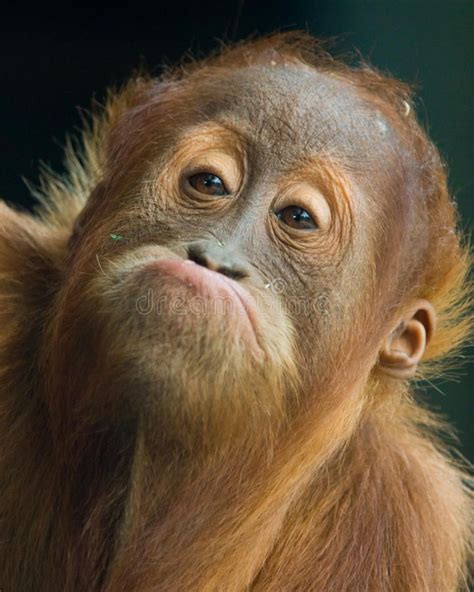 Related image | Funny animal faces, Monkeys funny, Animal faces