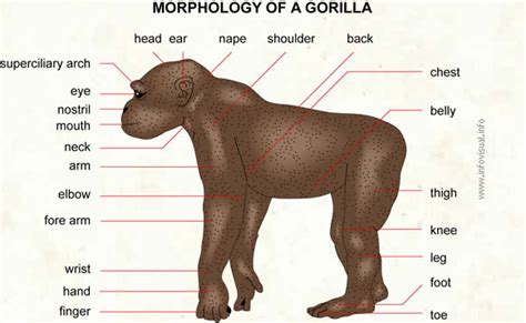 Gorilla - Visual Dictionary