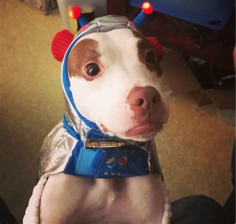 The 70+ Greatest Pit Bull Halloween Costumes EVER | Page 2 of 23 | The Paws