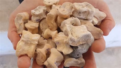 Archaeologists Found 600 Bone Dice Used in Games and Rituals - TrendRadars