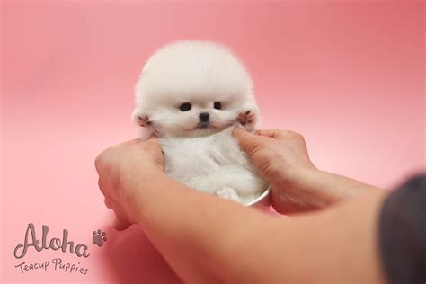 Newborn Teacup Pomeranian Puppies For Sale 250 - IWQABA