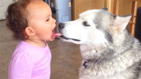 Funny Dogs Kissing Babies Funny Baby Compilation Videos 2022 - YouTube