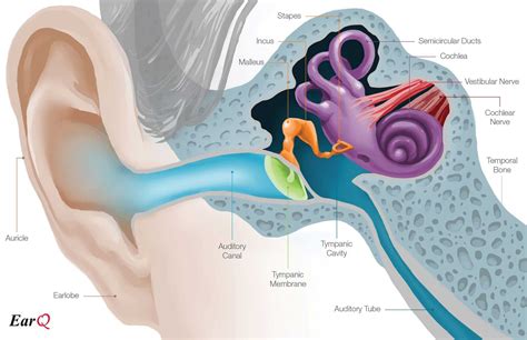 Pictures Of Inside A Human Ear - koibana.info | Middle ear, Inner ear ...