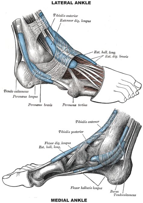 Anatomy & Physiology Illustration | Foot anatomy, Anatomy and physiology, Human body anatomy