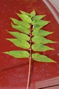 Tree of Heaven: An Exotic Invasive Plant Fact Sheet - Ecological ...