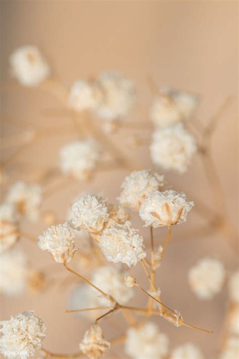 Dried gypsophila flowers macro shot | premium image by rawpixel.com / Teddy Rawpixel ...