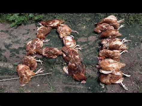 AVIAN INFLUENZA, Flu in chicken HPAI H5N1, SYMPTOMS - YouTube