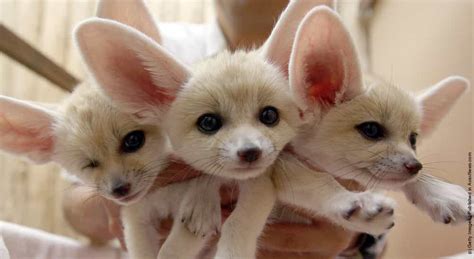 Baby Fennec Fox » GagDaily News