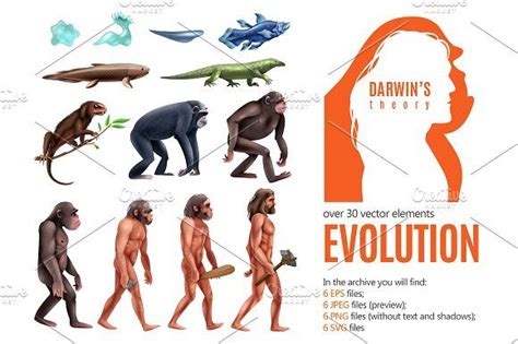 Darwin Evolution Theory | Darwin evolution, Evolution, Darwin