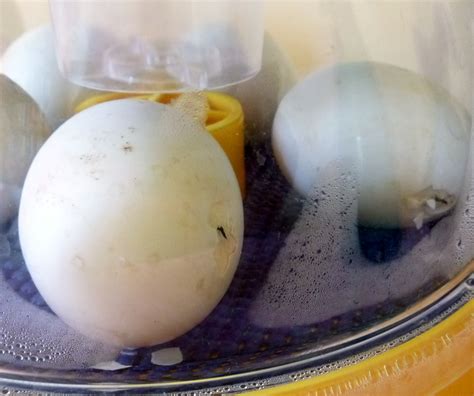 The Beginners Guide to Hatching Duck Eggs [with egg candling photos] - Fresh Eggs Daily® with ...