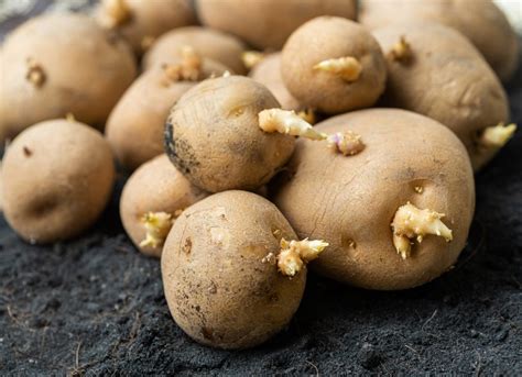 Chitting Potatoes Info – How To Sprout Potato Seeds