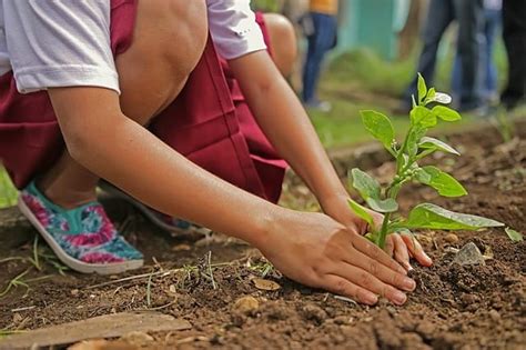 How to Create a Healthy Fertile Garden Soil – The Blue Worm Bin