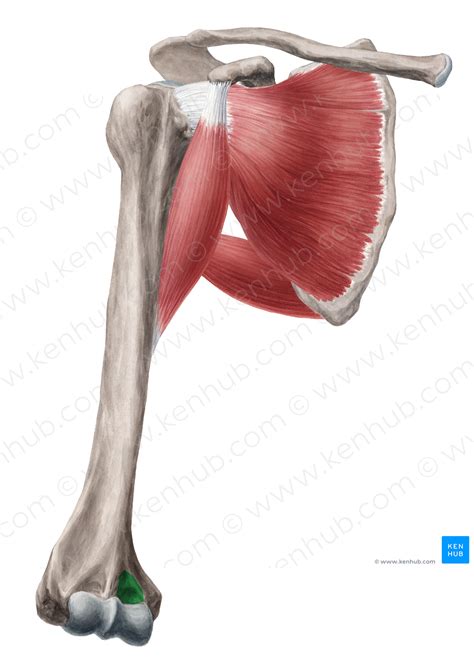 Coronoid fossa of humerus (#3838) – Kenhub Image License Store