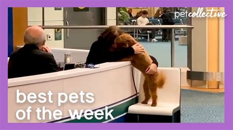 Best Pets Of The Week: DOG HUGS OWNER AT AIRPORT - 1Funny.com