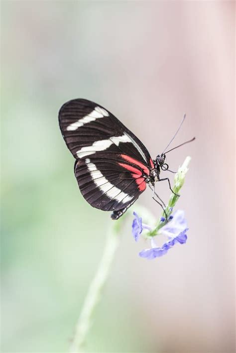 Heliconius butterfly by Fabriciodo | Butterfly photos, Colorful butterflies, Butterfly