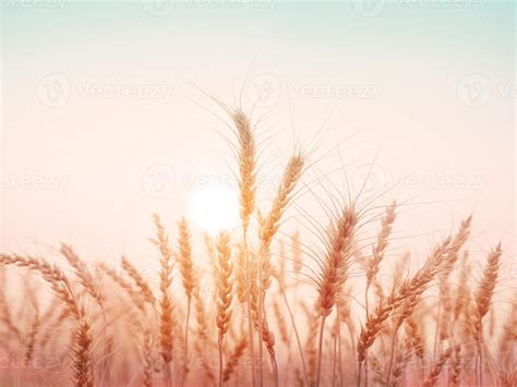 Golden wheat field with sunset natural background. 7195298 Stock Photo at Vecteezy