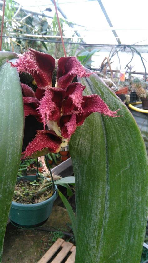 Bulbophyllum phalaenopsis | Phalaenopsis, Plants, Orchids