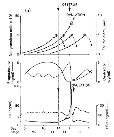 1: The oestrous cycle of the ewe. Follicular waves and the changes in... | Download Scientific ...