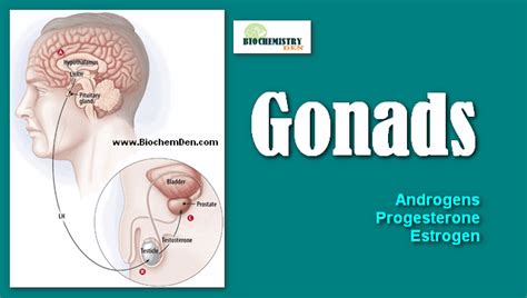 Gonads: What are the Hormones of Gonads and its functions