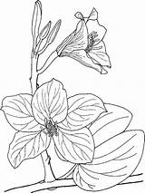 Orchid coloring pages Download And Print sketch template