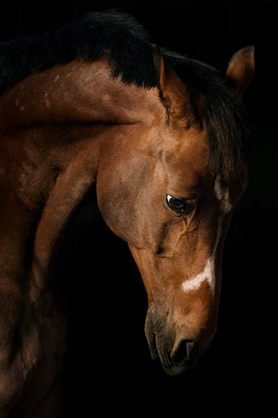 Richard Edelman:::::Photography::::::::Horse Portraits