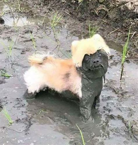 This muddy dog looks like a spooky mud dog wearing another dogs skin as ...