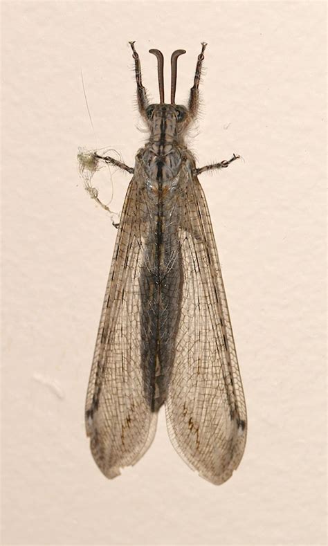 An Ant-lion (Mymeleontidae) in Townsville in the Wet season