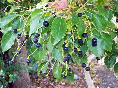 Camphor Tree - University of Florida, Institute of Food and ...