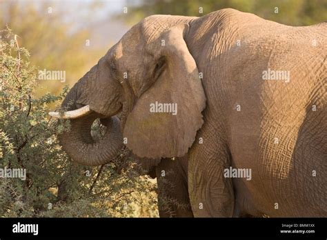 The rare Desert Elephant in Damaraland, Namibia Stock Photo - Alamy