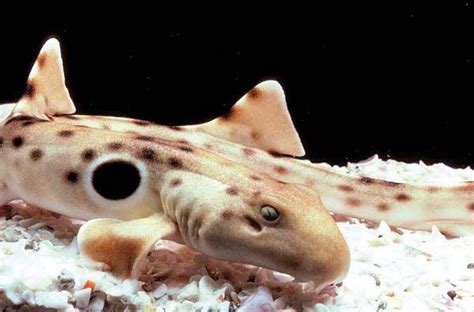 Aquarium of the Pacific | Online Learning Center | Epaulette Shark