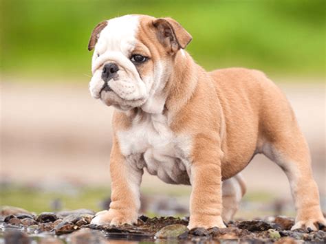 English Bulldog Dog Breed | UKPets