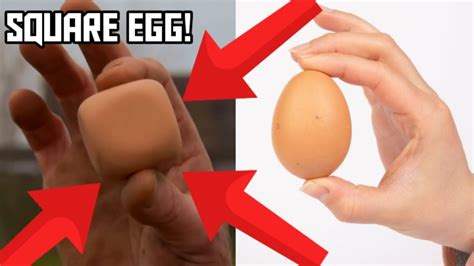 Square Egg is REAL [The Daily Egg 466] - YouTube