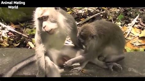 The Best and Funniest Monkey Mating Videos! - YouTube