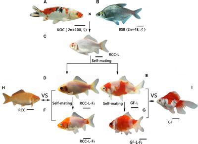 Frontiers | Variations in the Mitochondrial Genome of a Goldfish-Like Hybrid [Koi Carp (♀) × ...