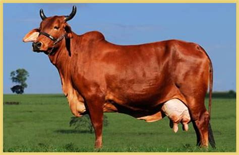 Major Indigenous and Exotic Cattle Breeds for Various Purpose and Their Characteristics