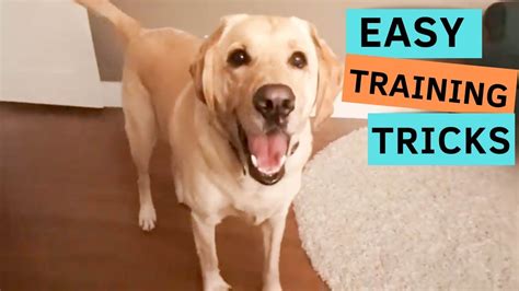 Dog Tricks and Training - YouTube