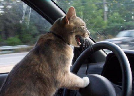 cat driving car Blank Template - Imgflip