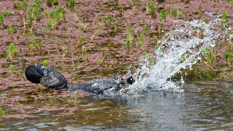 Musk Duck adult male - John Caddick | John Caddick