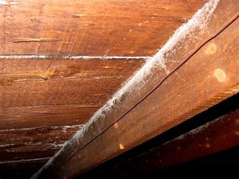 White Mold On Wood Beams In Basement - Openbasement